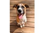 Adopt Schmidt a Corgi, Australian Cattle Dog / Blue Heeler