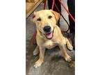 Adopt Ruger a Labrador Retriever