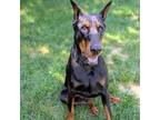 Adopt 7822 Aetius a Doberman Pinscher