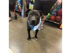 Adopt Kane 2 a Pit Bull Terrier