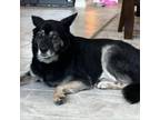 Adopt Hachi a Shiba Inu, Akita