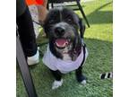 Adopt Scruffy a Poodle, Mixed Breed