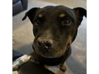 Adopt Max a Rottweiler, American Staffordshire Terrier