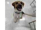 Adopt Solo a Mixed Breed