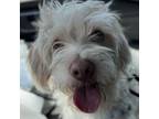 Adopt Jack a Poodle, Terrier