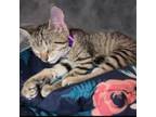 Adopt Felix (Flemming-5) a Domestic Short Hair