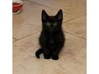 Adopt Xander (Kandas W.-4) a Domestic Short Hair