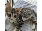 Adopt Emeril (J's Mom-6) a Domestic Short Hair