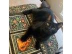 Adopt Mario a Domestic Short Hair