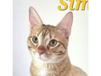 Adopt Simba a Domestic Short Hair