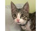 Adopt Georg a Domestic Short Hair