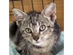 Adopt Rainman a Domestic Short Hair