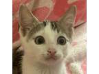 Adopt LaVoe a Domestic Short Hair