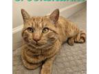 Adopt Crookshanks a Domestic Short Hair