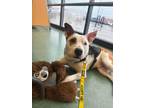Adopt Hambone a Mixed Breed