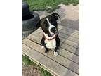 Adopt Healy a Mixed Breed