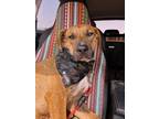 Adopt Blake a Mixed Breed