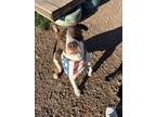 Adopt Roger a Mixed Breed