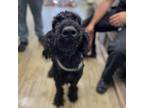 Adopt Teddy a Standard Poodle