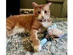 Adopt Domino-kchs a Domestic Short Hair