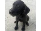 Adopt Eli a Black Labrador Retriever