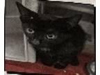 Adopt Enos a Domestic Short Hair
