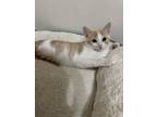 Adopt Rainbow a Domestic Short Hair