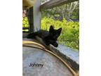 Adopt Johnny a Domestic Short Hair