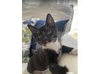 Adopt Basil a Domestic Short Hair