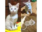 Adopt Peter Pan a Domestic Short Hair