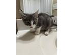 Adopt River a Domestic Short Hair