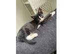 Adopt Vadar a Domestic Short Hair