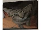 Adopt Roscoe a Domestic Short Hair, Tabby