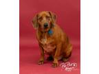 Adopt Beni a Redbone Coonhound, Basset Hound