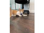Adopt Sebastian a Domestic Short Hair