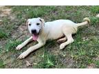 Adopt Bear 3 # BAC-A-589 a Labrador Retriever