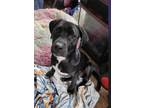 Adopt Royal a Labrador Retriever, American Bully