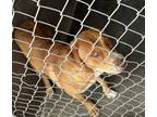 Adopt Santa Fe a Labrador Retriever