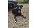Adopt Hank a Labrador Retriever