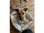 Adopt Jakey a Hound