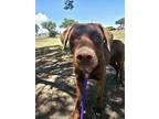 Adopt Flapjack a Labrador Retriever