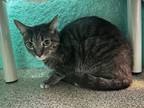 Adopt Sonic a Domestic Short Hair