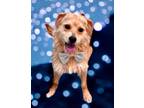 Adopt Eric a Schnauzer, Mixed Breed