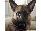 Adopt Stripes a German Shepherd Dog