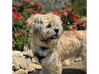 Adopt Chase a Lhasa Apso