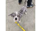 Adopt TEDDY a Poodle