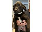 Adopt Freddie Mercury #2 a Parson Russell Terrier, Fox Terrier