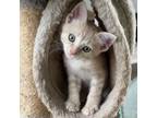 Adopt Mac Nut (COH-A-10184) a Domestic Short Hair