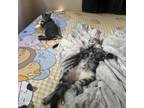 Adopt Romulus a Domestic Short Hair