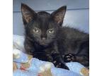 Adopt COH-A-10104 a Domestic Short Hair